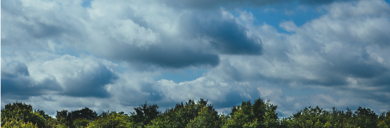 Clouds above a the tops of trees in a forest.